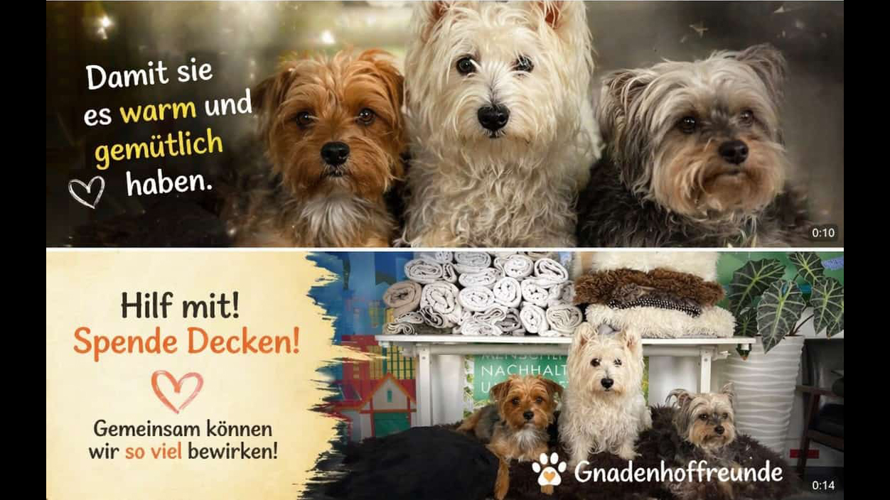 Beitragsfoto_dogNET